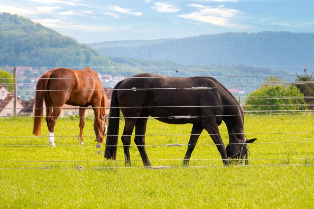 Choosing the Right Horse Fencing for Your Property